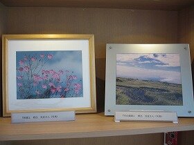 画像:コスモスの写真1枚と湿原の写真1枚