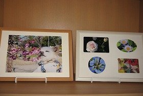 画像：犬が梅の匂いを嗅いでいる写真と4枚の花の写真