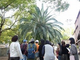 画像：公園に3本あるフェニックスを観察する参加者と講師。