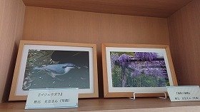 画像:藤棚の写真と野鳥の写真。
