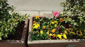 画像:フラワーポットの写真