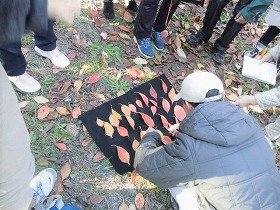 写真2：黒い布に乗せた色づいた落ち葉