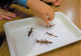 写真ナナフシとふれあう様子