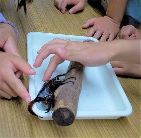 写真ヘラクレスオオカブトとふれあう様子