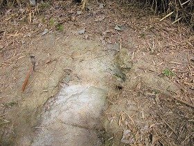ピンク火山灰層が露頭している部分の画像