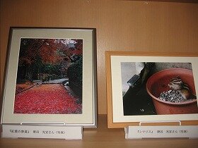 りすの写真と紅葉の小道の写真