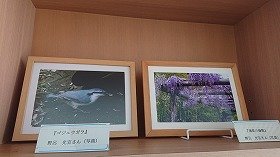 藤棚の写真と野鳥の写真。