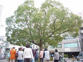 市の木であるクスノキを観察する参加者と講師。