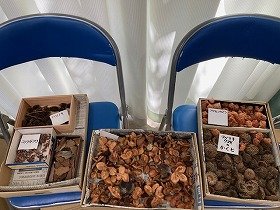 写真1　材料を椅子の上に並べている様子。ツバキの実、アベマキクヌギの殻斗（かくと）（どんぐりの帽子）など。