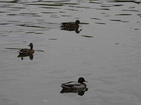 写真1：池を泳ぐカモたちの写真