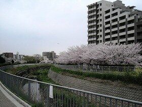 糸田川の桜並木の画像