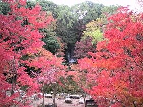 自然文化園 紅葉渓の紅葉の画像