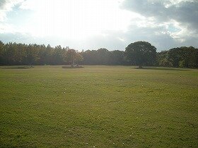 自然文化園 もみじ川芝生広場の画像