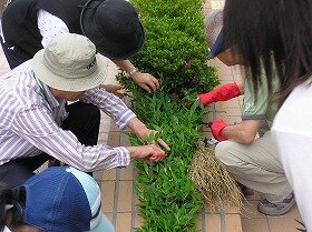 緑化作業の画像